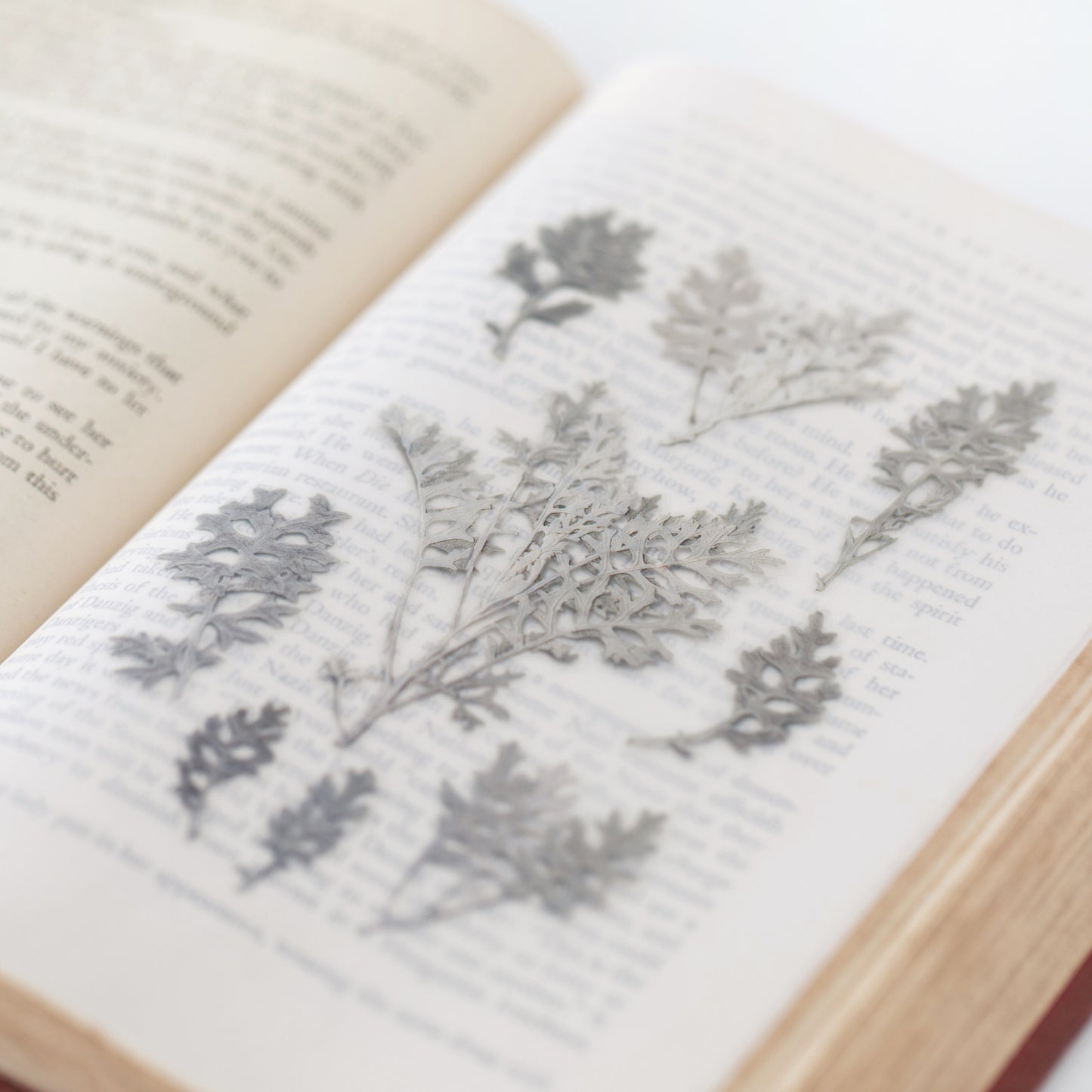 Appree Pressed Flower Sticker - Dusty Miller