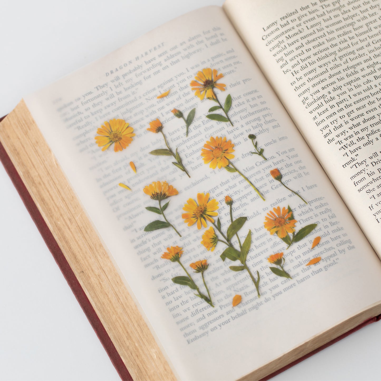 Appree Pressed Flower Sticker - Calendula