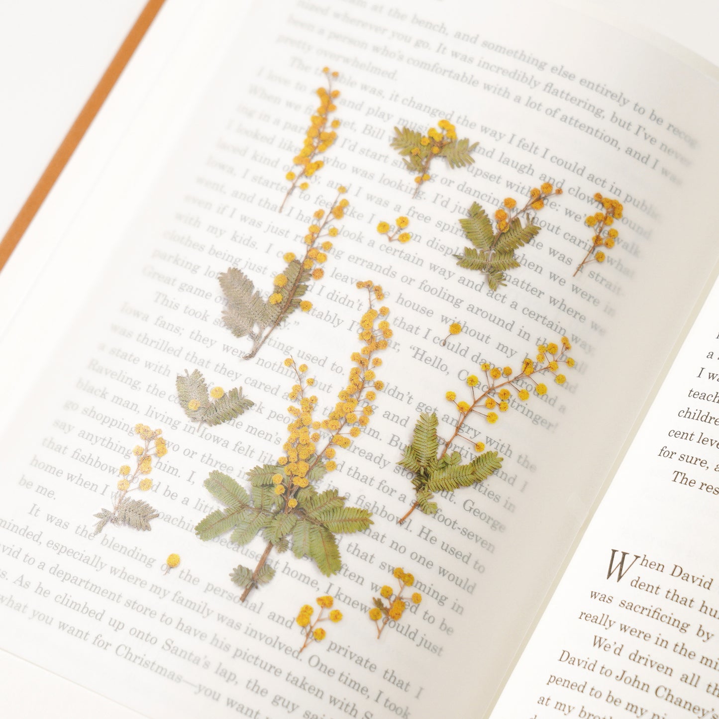 Appree Pressed Flower Sticker - Mimosa