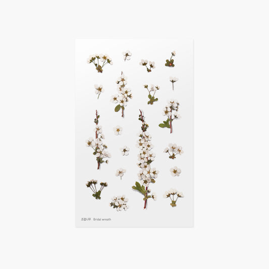 Appree Pressed Flower Sticker - Bridal Wreath