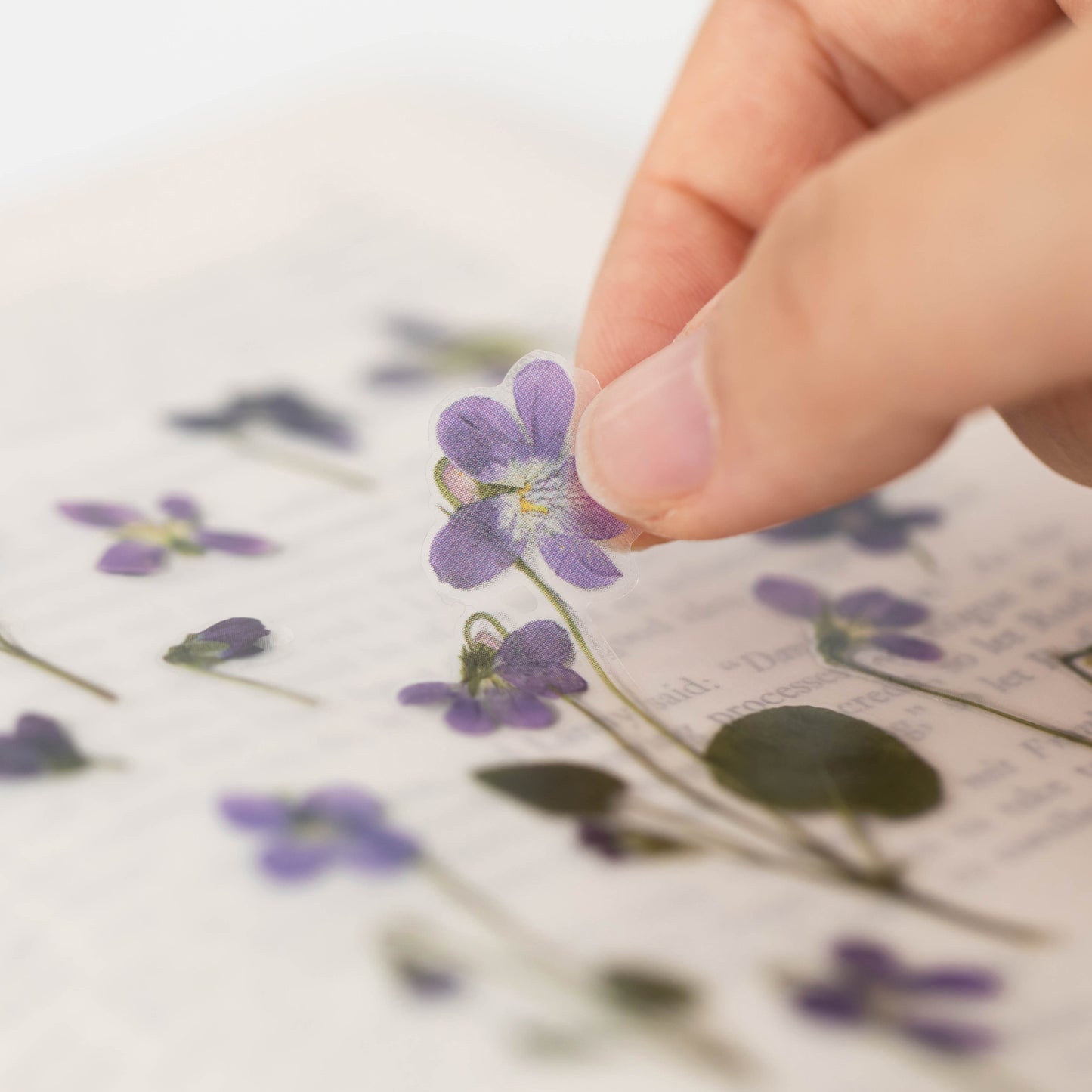 Appree Pressed Flower Sticker - Manchurian Violet