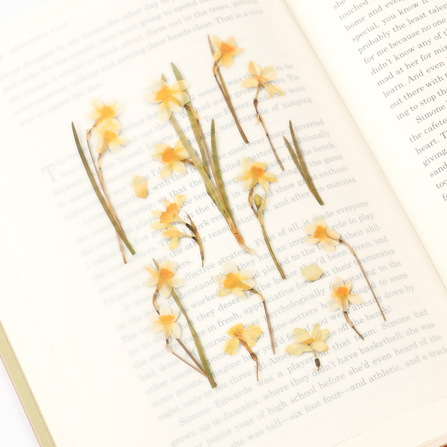 Appree Pressed Flower Sticker - Narcissus