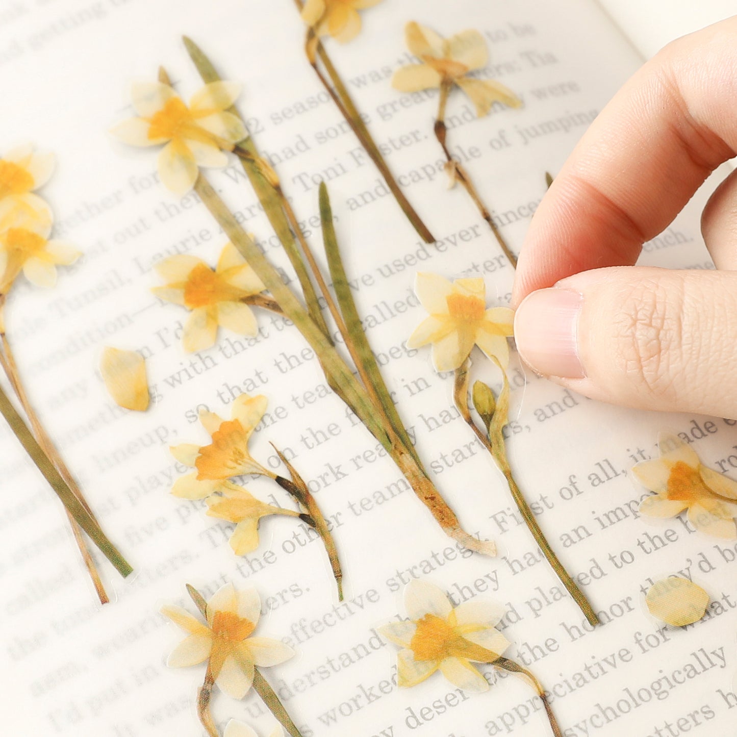 Appree Pressed Flower Sticker - Narcissus