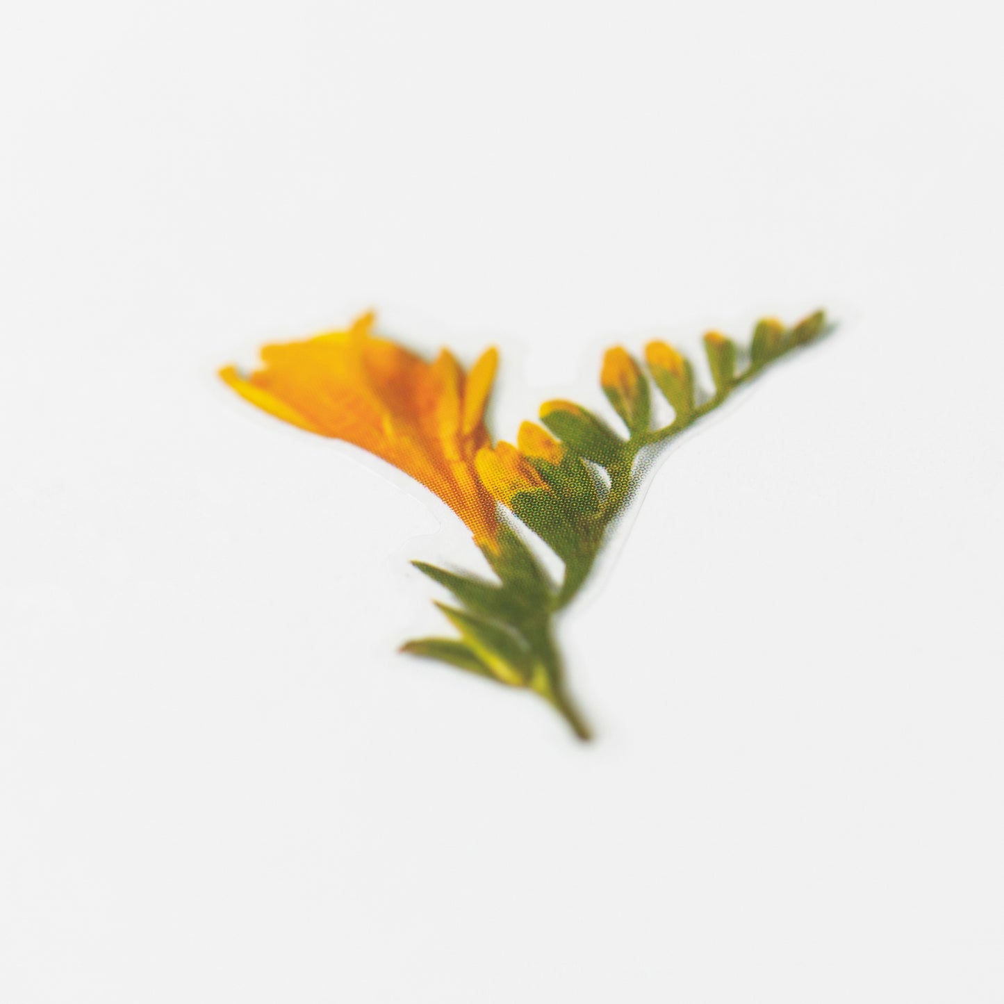 Appree Pressed Flower Sticker - Freesia