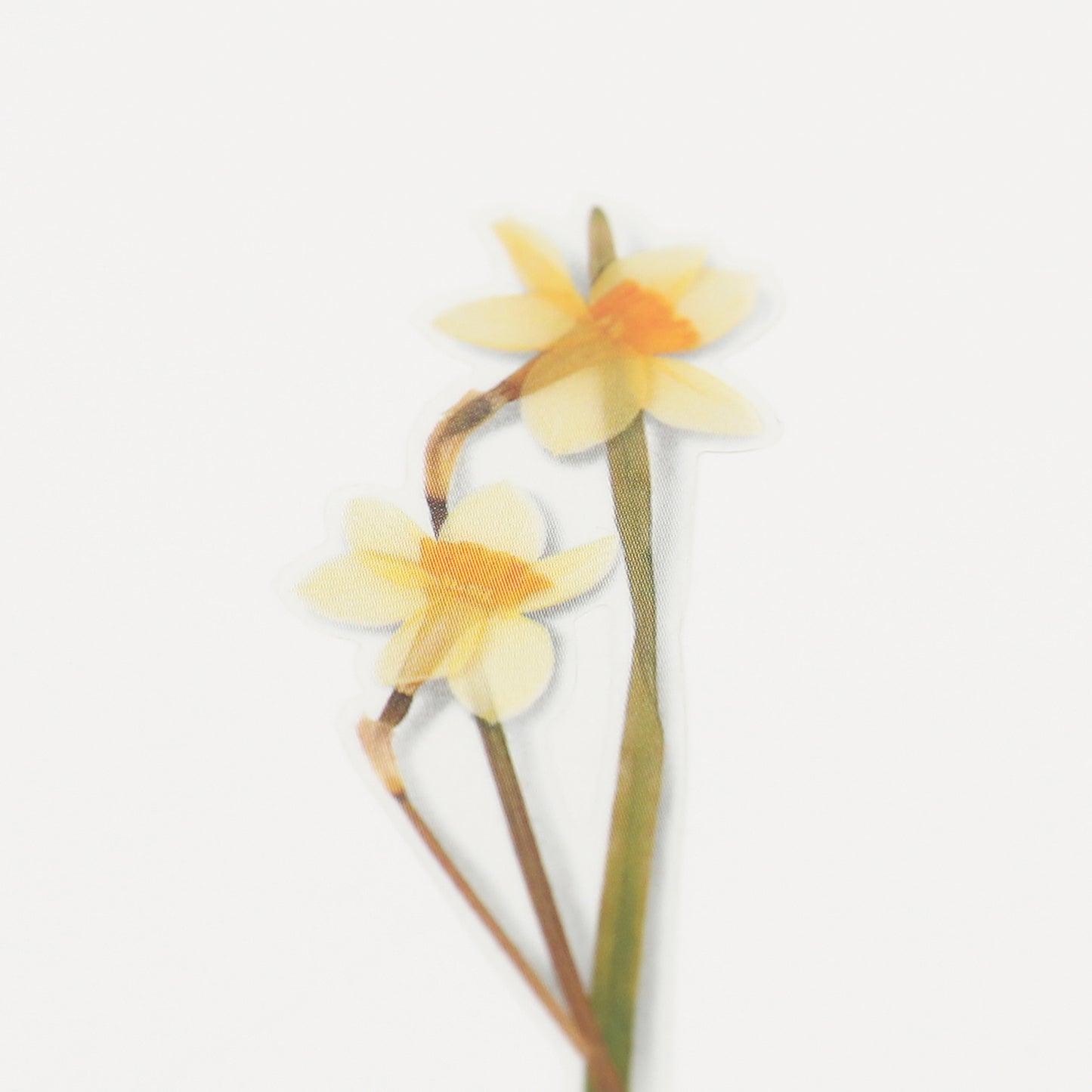 Appree Pressed Flower Sticker - Narcissus