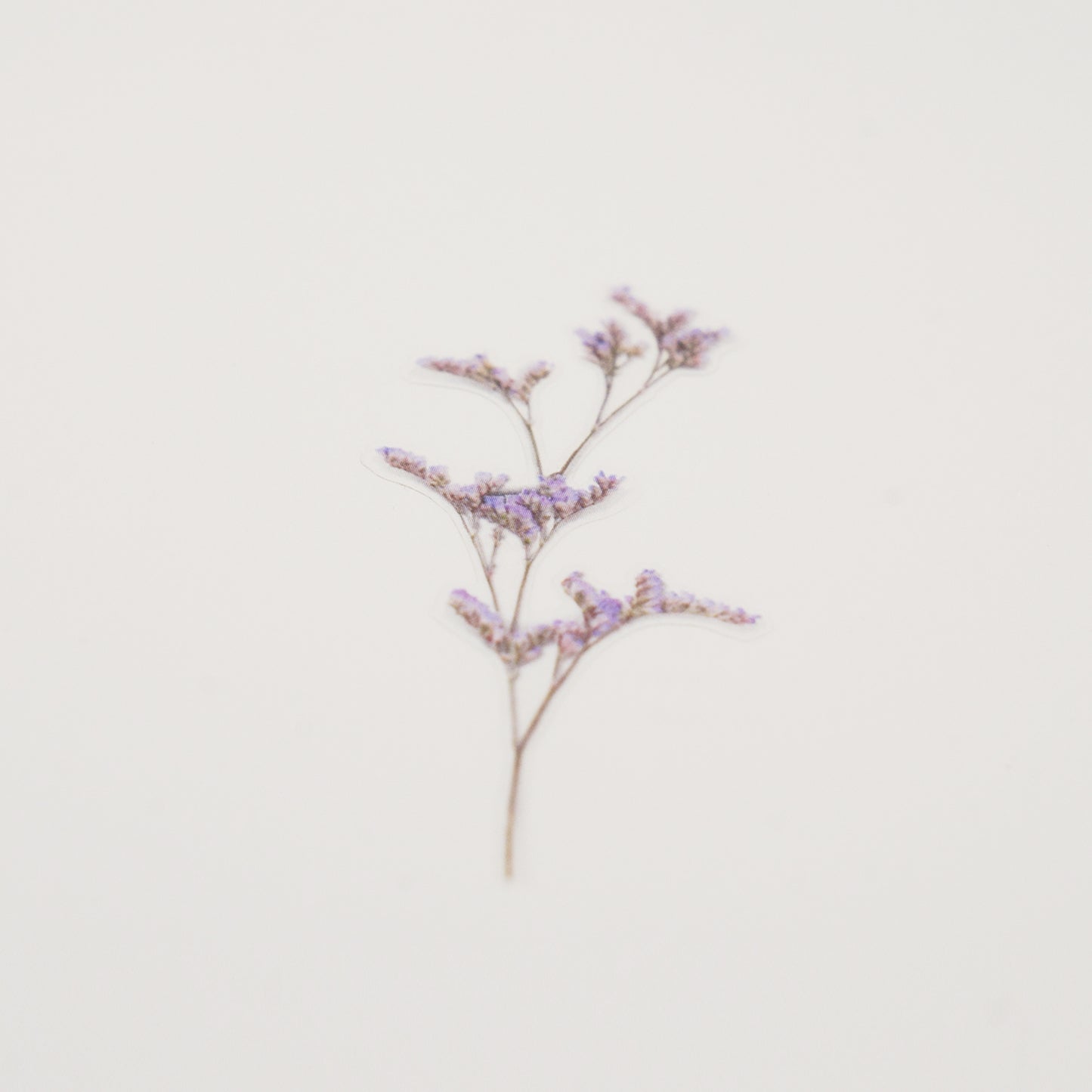 Appree Pressed Flower Sticker - Misty Blue