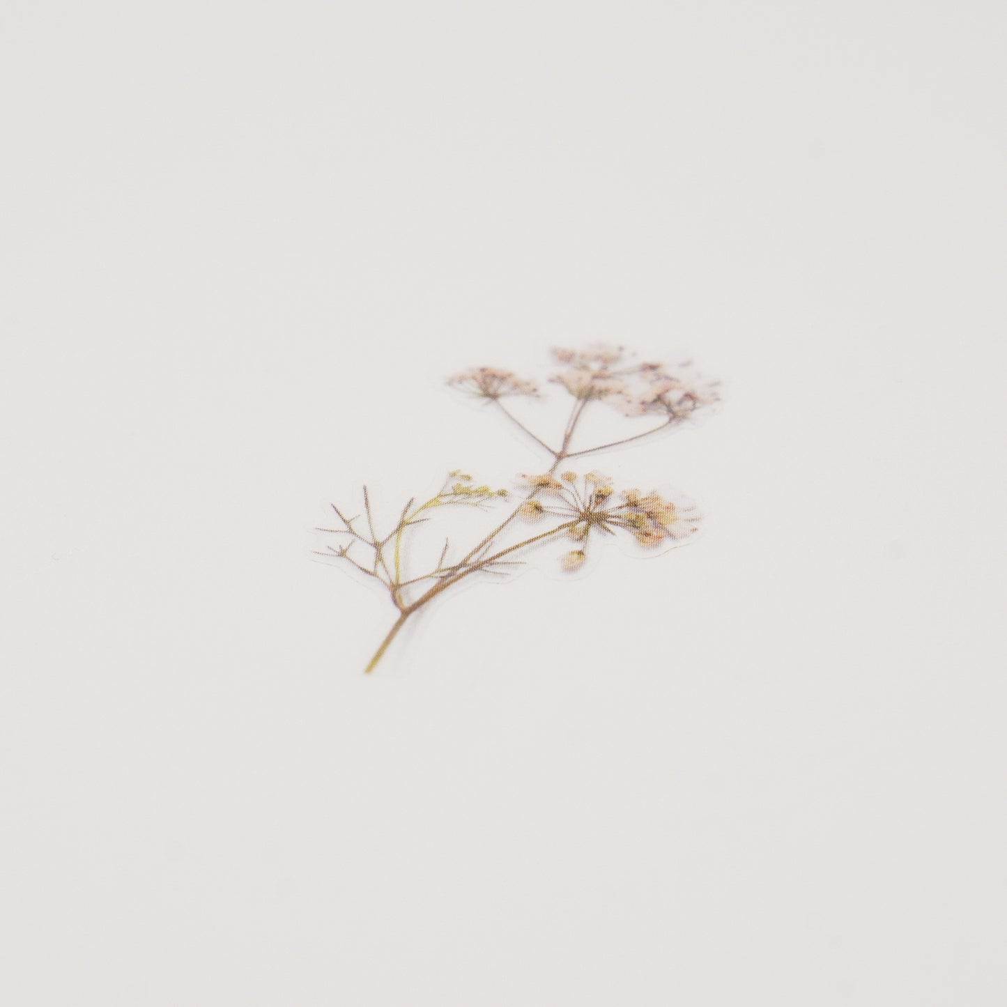 Appree Pressed Flower Sticker - Lace Flower