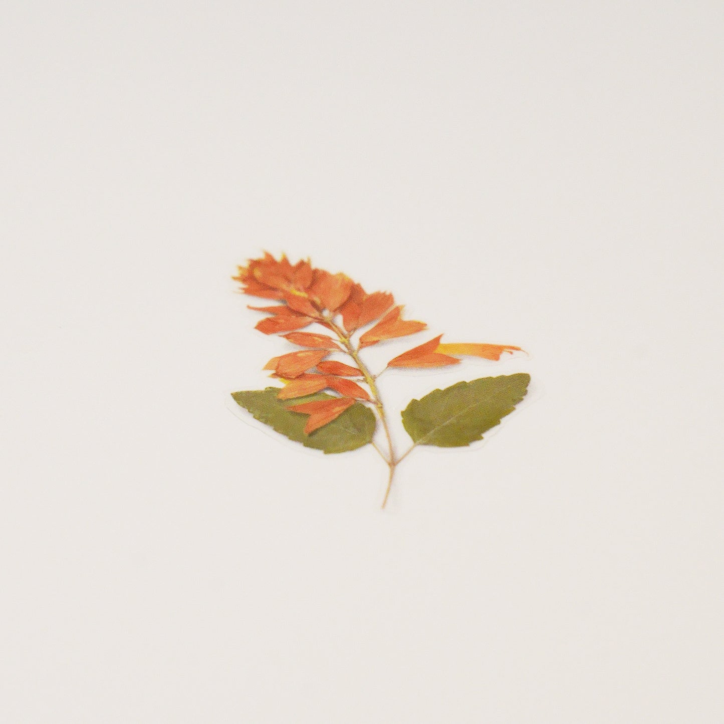 Appree Pressed Flower Sticker - Salvia