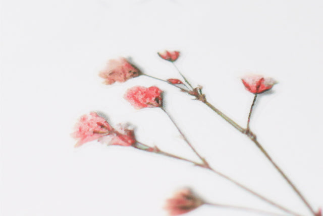 Appree Pressed Flower Sticker - Gypsophila