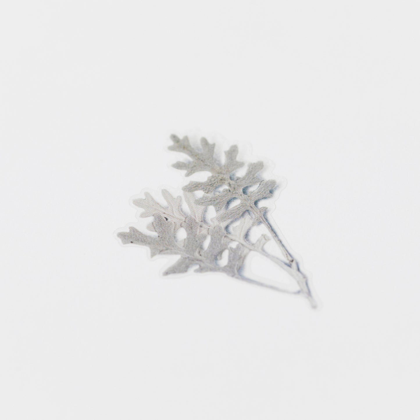 Appree Pressed Flower Sticker - Dusty Miller