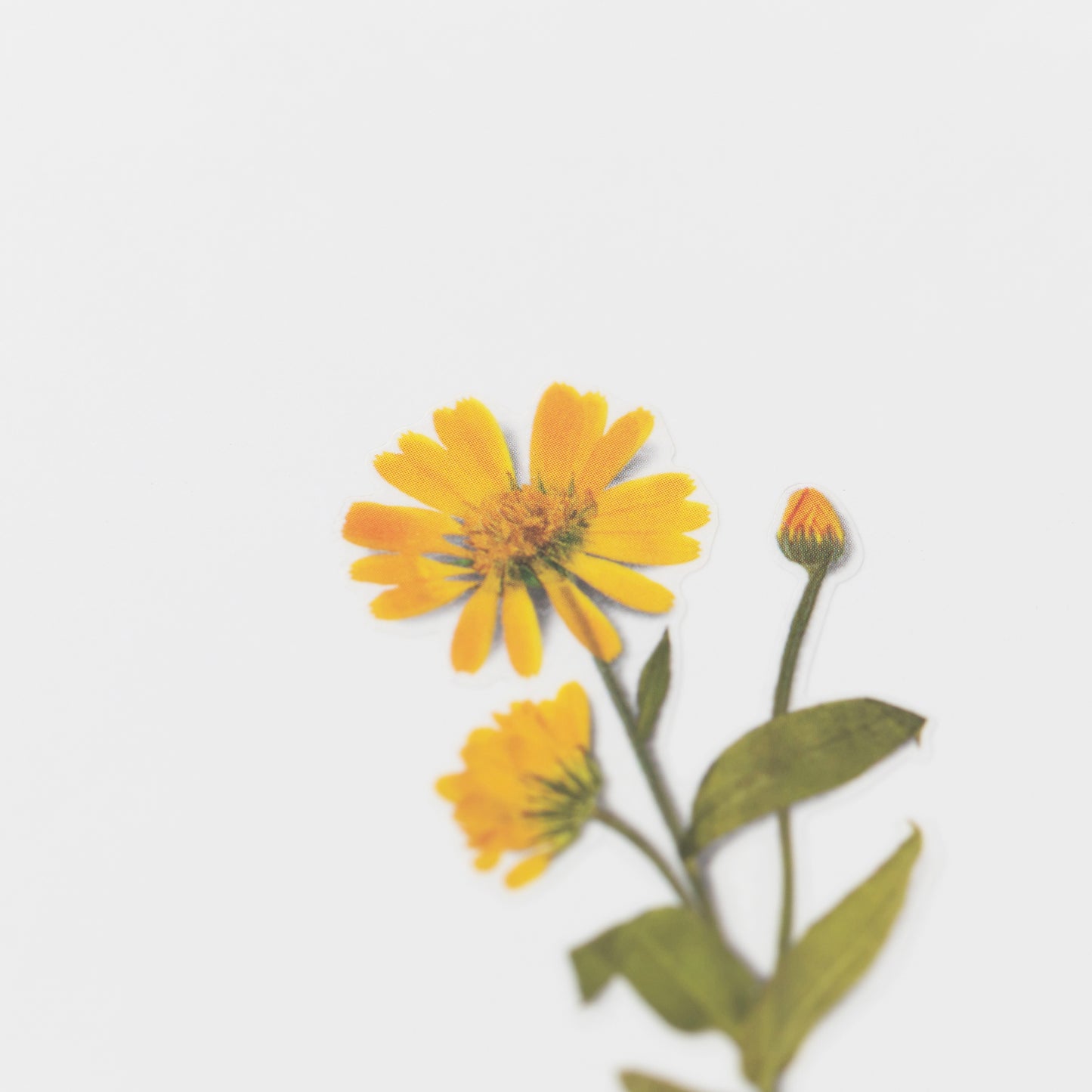 Appree Pressed Flower Sticker - Calendula