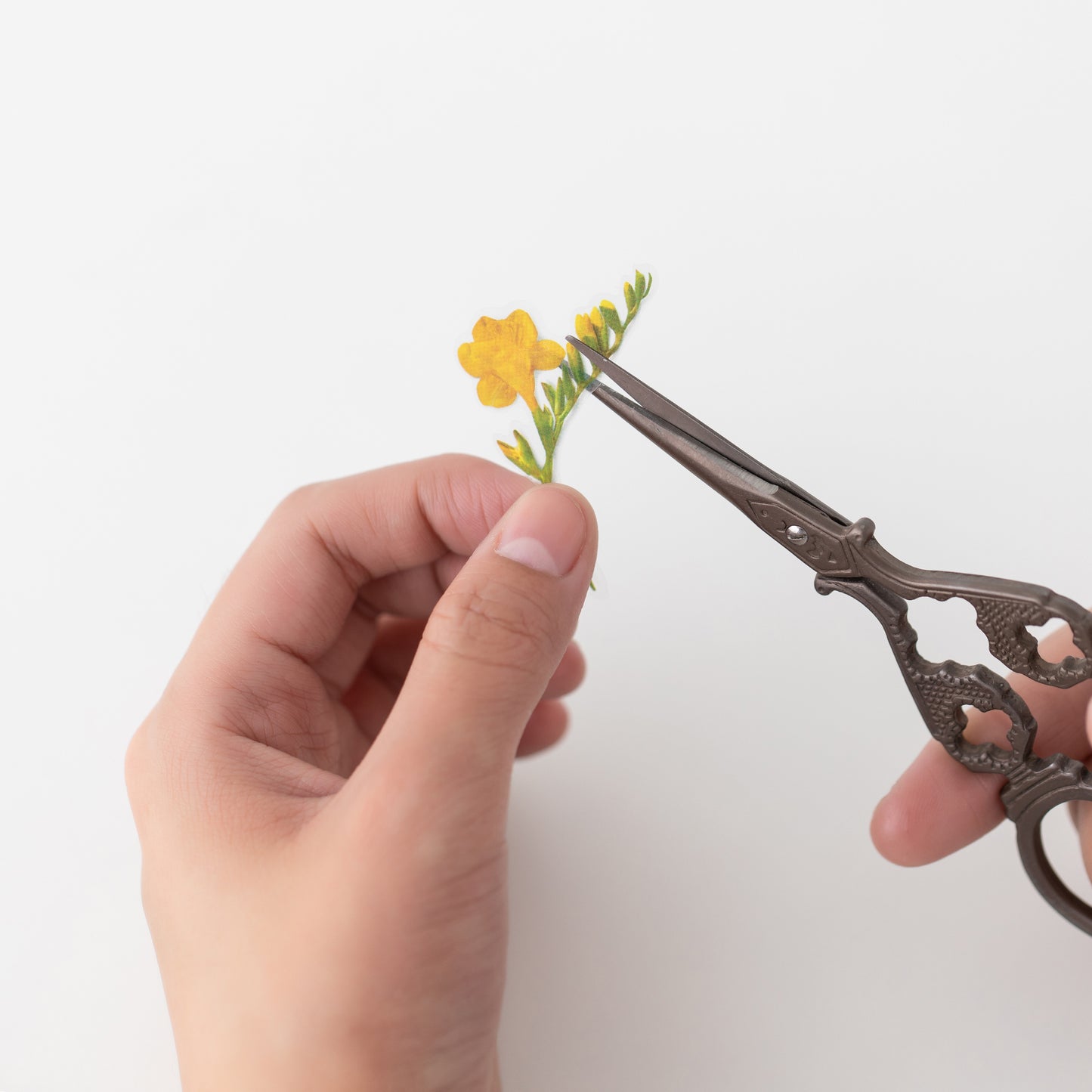 Appree Pressed Flower Sticker - Freesia