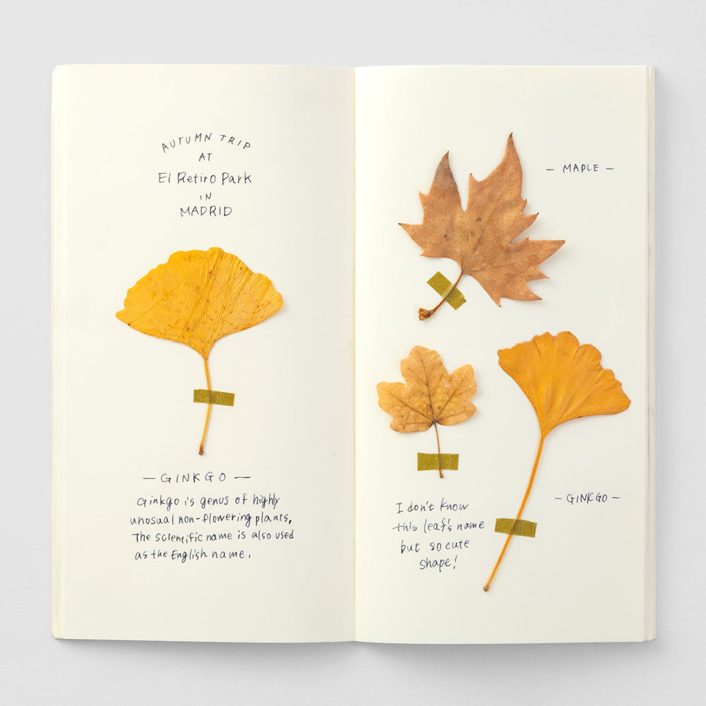Regular Traveler's Notebook Refill - 025 MD Paper Cream / MD