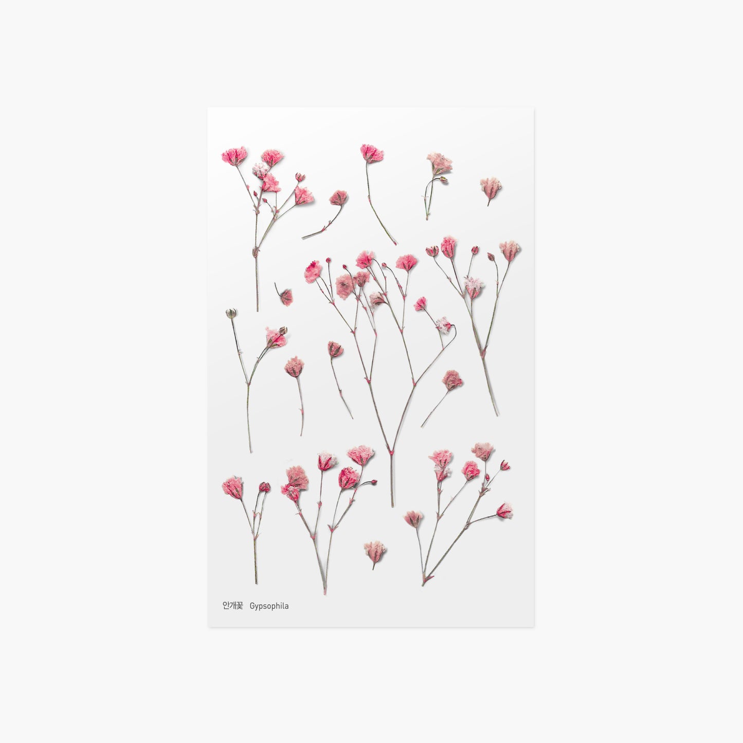 Appree Pressed Flower Sticker - Gypsophila