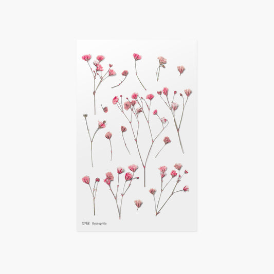 Appree Pressed Flower Sticker - Gypsophila