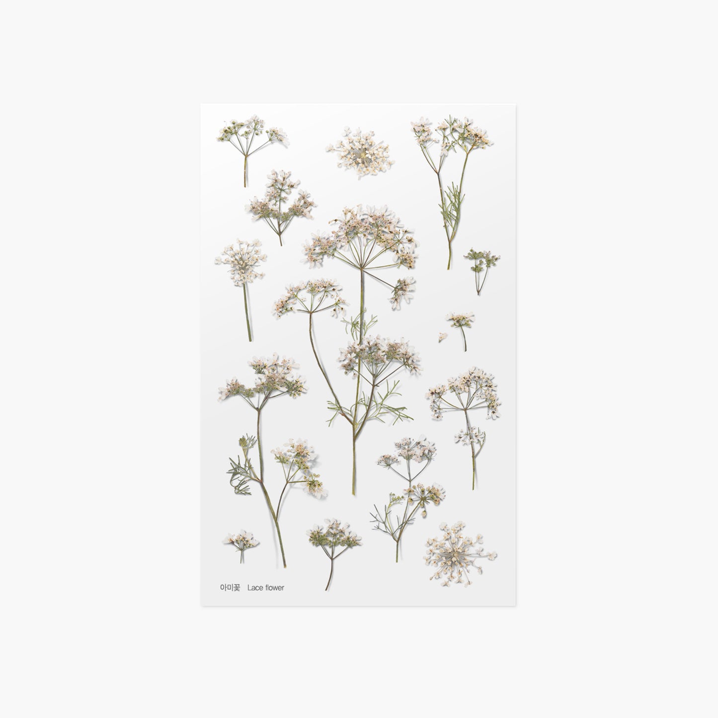 Appree Pressed Flower Sticker - Lace Flower