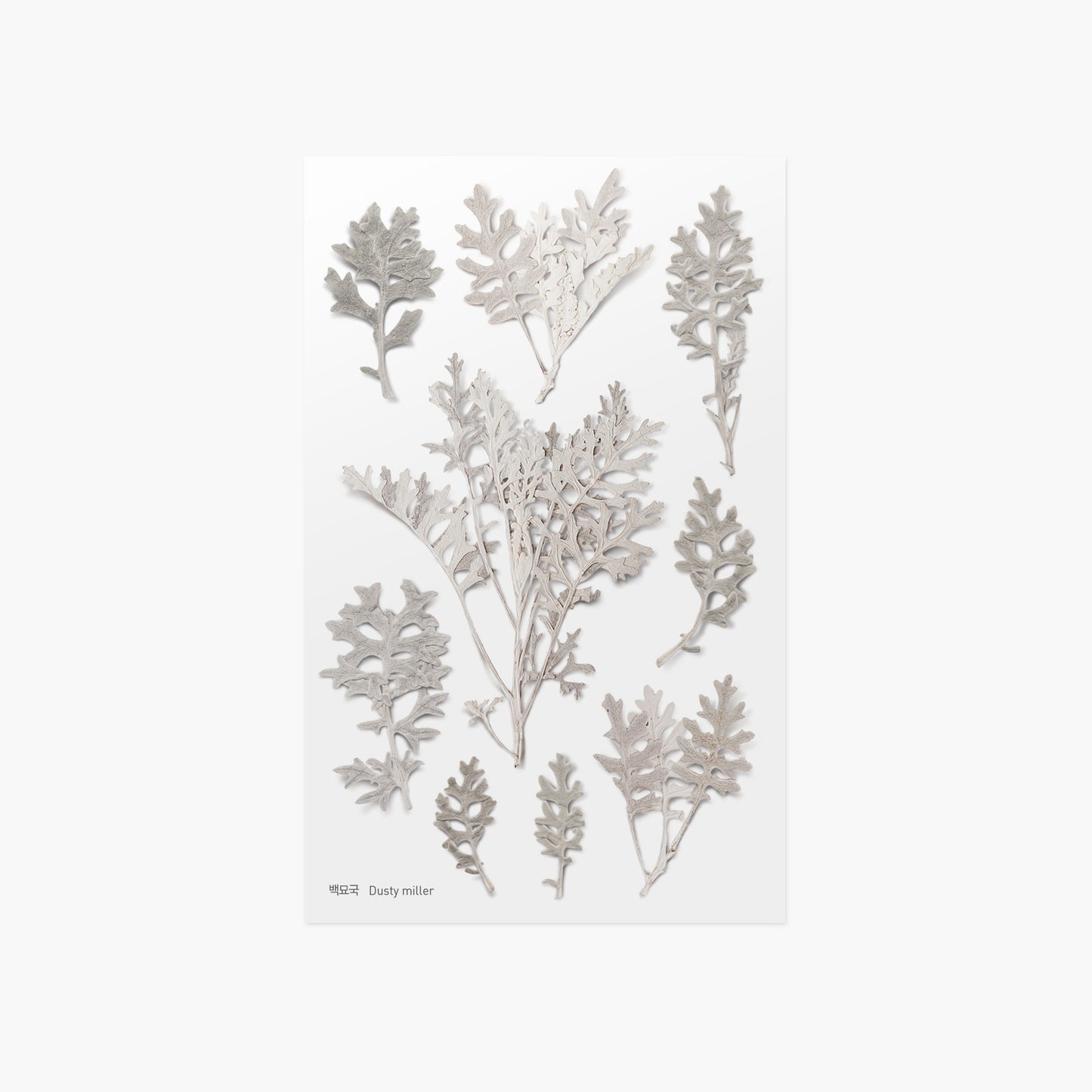 Appree Pressed Flower Sticker - Dusty Miller