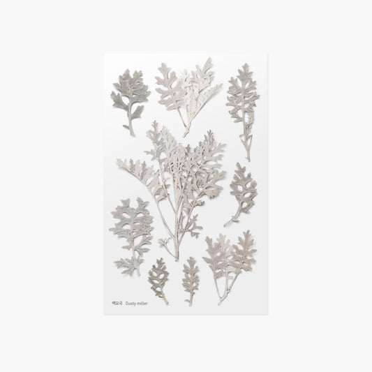 Appree Pressed Flower Sticker - Dusty Miller