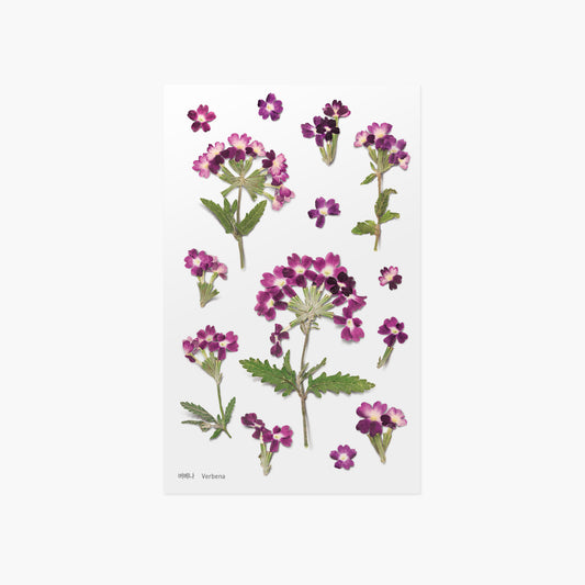 Appree Pressed Flower Sticker - Verbena