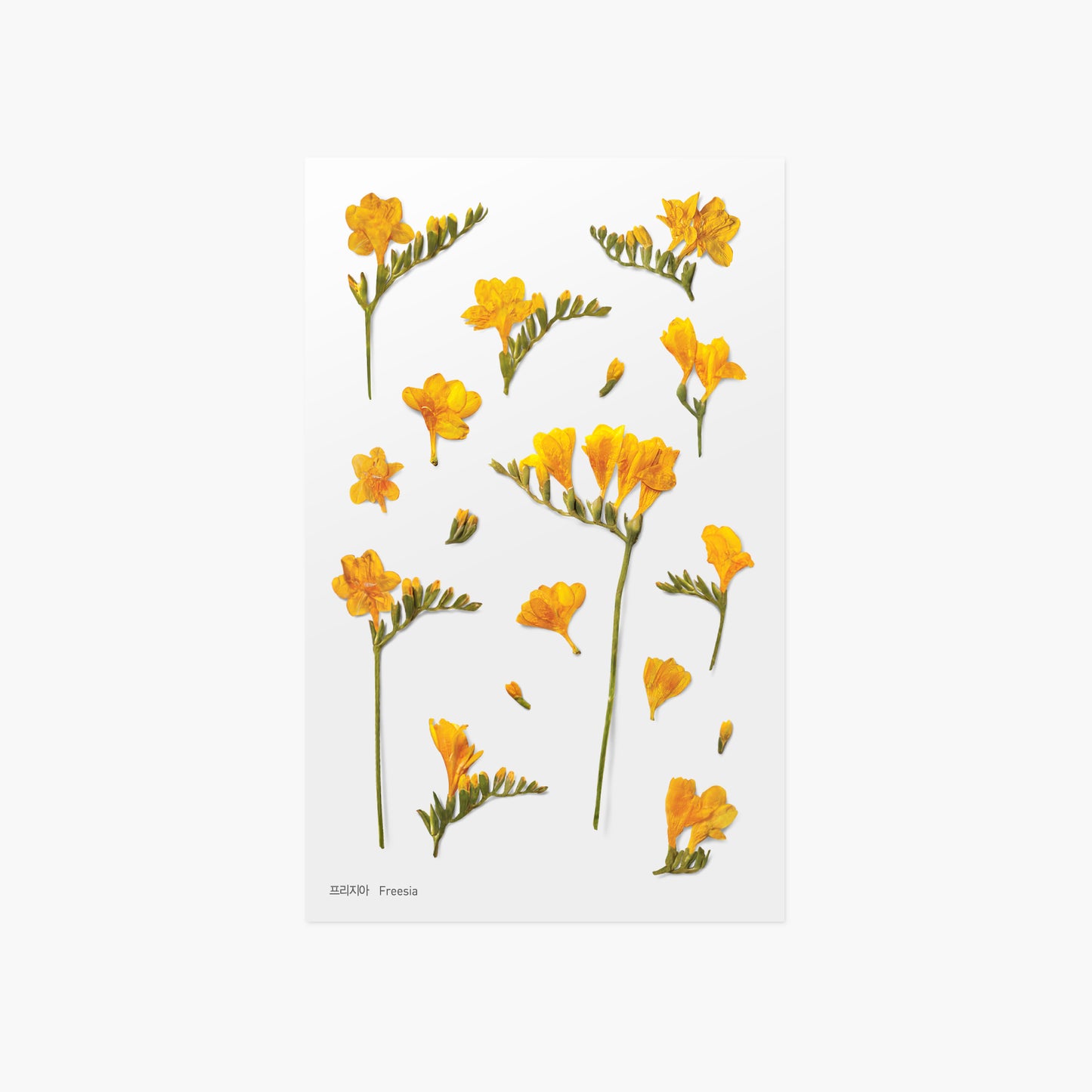 Appree Pressed Flower Sticker - Freesia