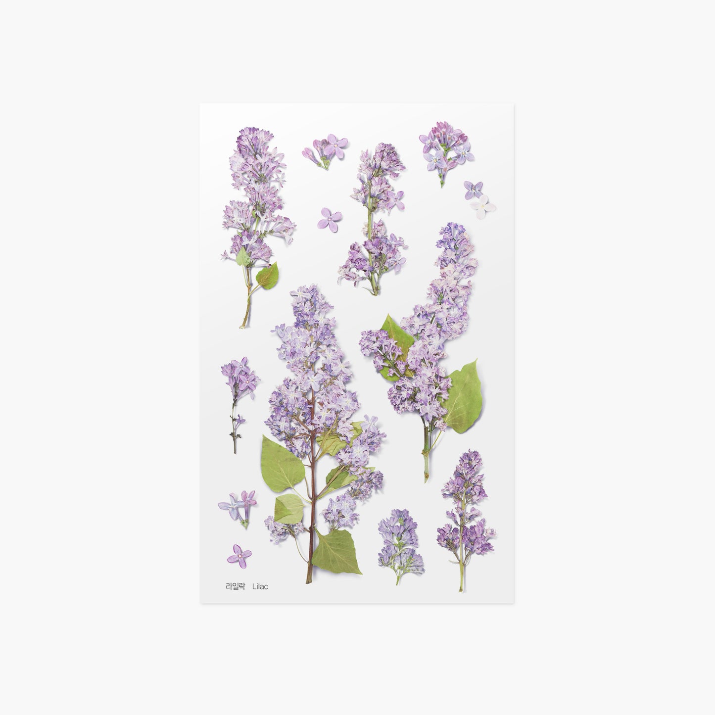 Appree Pressed Flower Sticker - Lilac