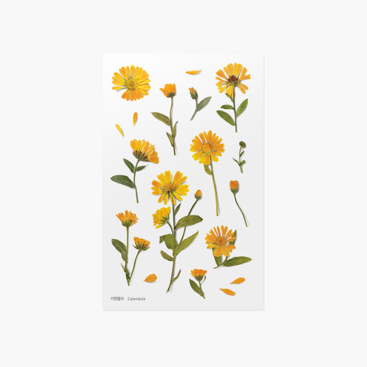 Appree Pressed Flower Sticker - Calendula