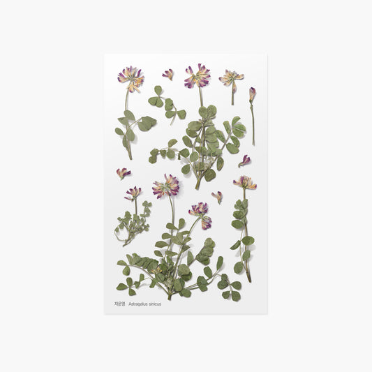 Appree Pressed Flower Sticker - Astragalus Sinicus