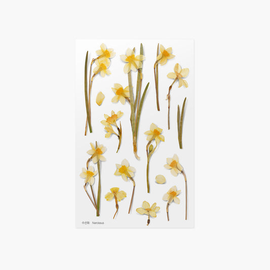Appree Pressed Flower Sticker - Narcissus