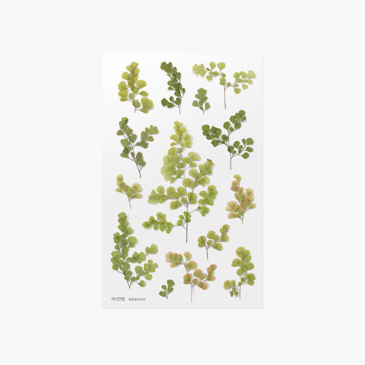 Appree Pressed Flower Sticker - Adiantum
