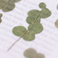 Appree Pressed Flower Sticker - Eucalyptus