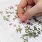 Appree Pressed Flower Sticker - Astragalus Sinicus