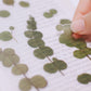 Appree Pressed Flower Sticker - Eucalyptus
