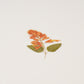 Appree Pressed Flower Sticker - Salvia