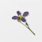 Appree Pressed Flower Sticker - Manchurian Violet