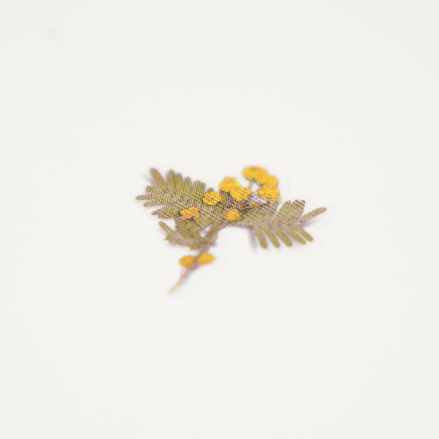 Appree Pressed Flower Sticker - Mimosa