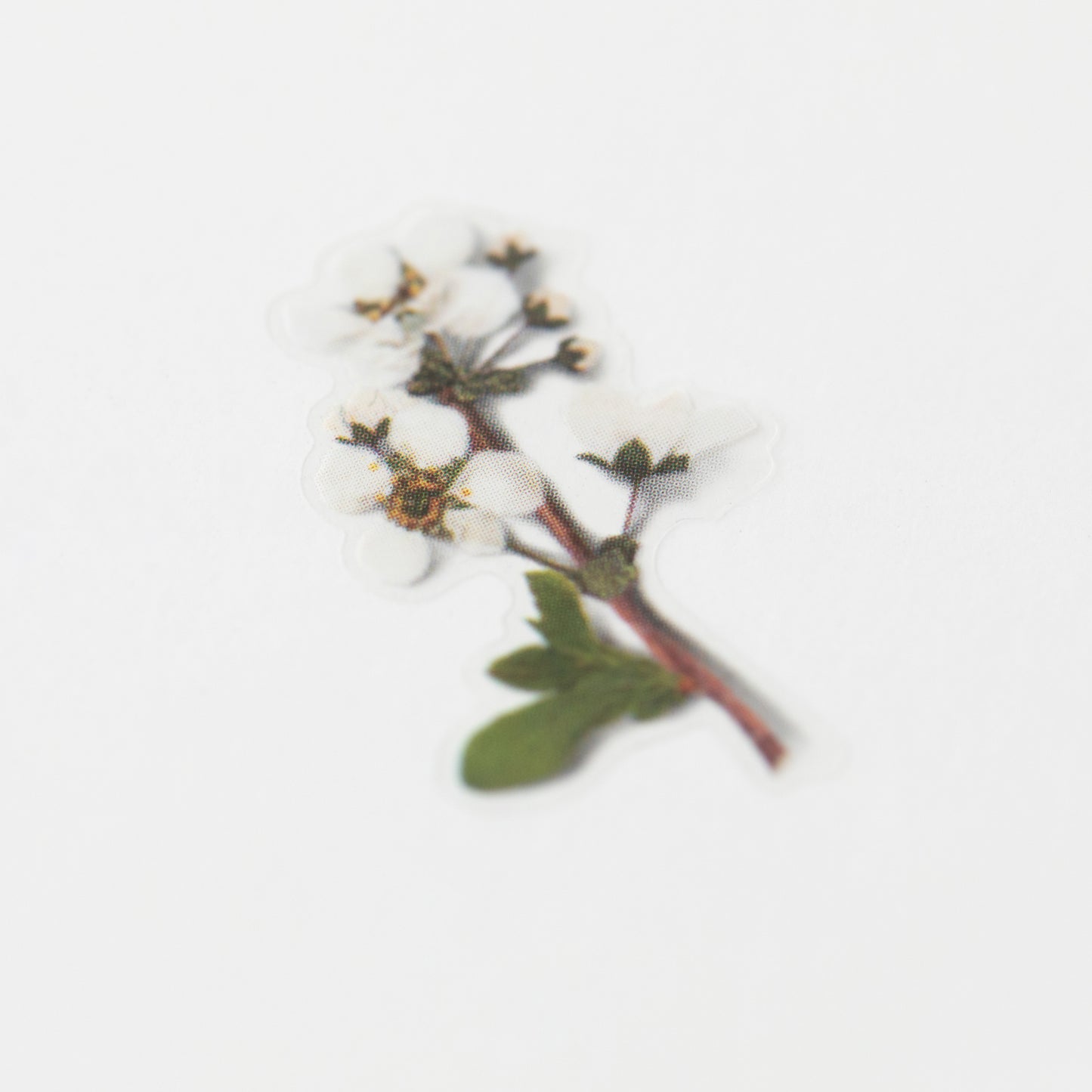Appree Pressed Flower Sticker - Bridal Wreath