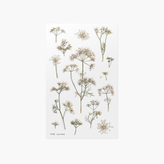 Appree Pressed Flower Sticker - Lace Flower