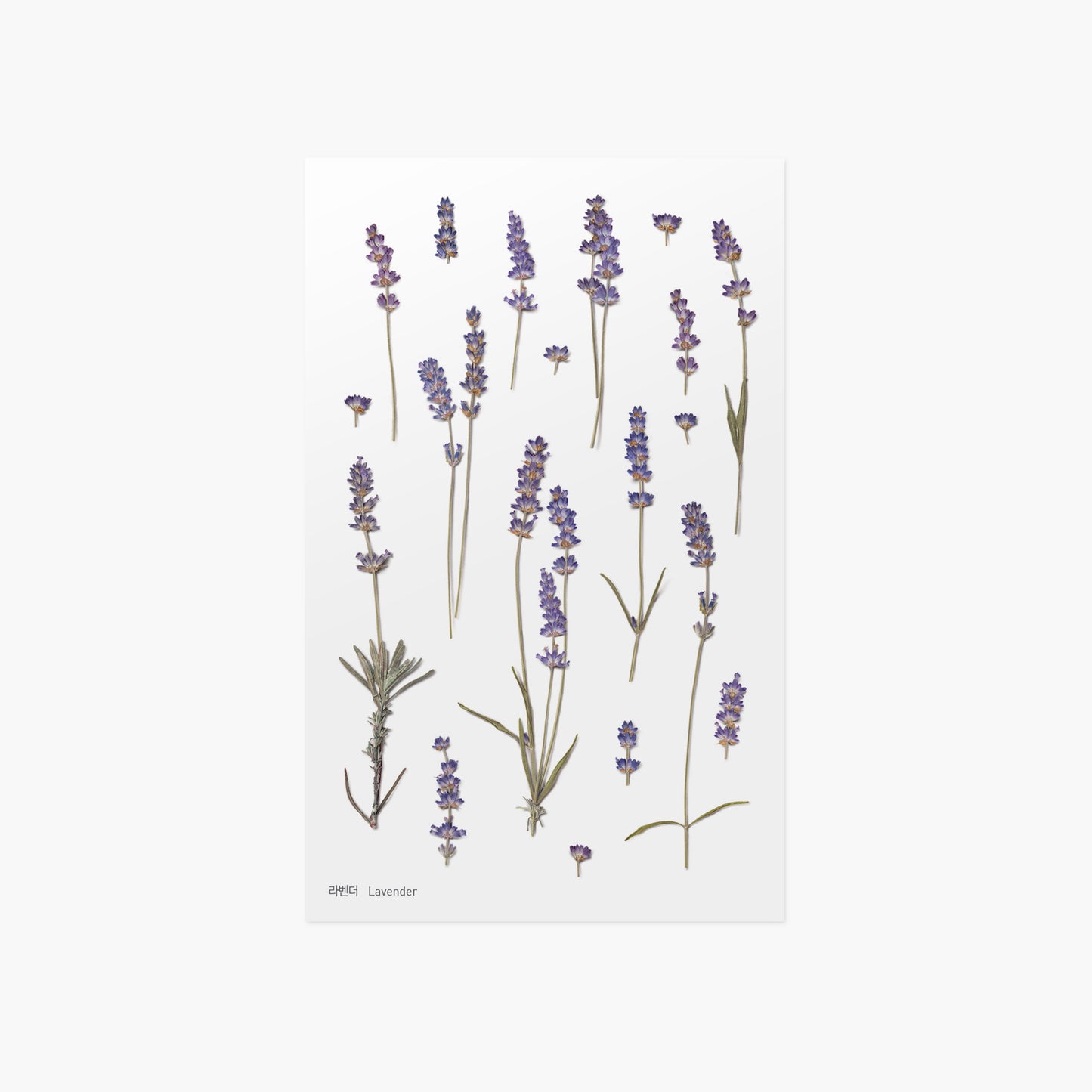 Appree Pressed Flower Sticker - Lavender