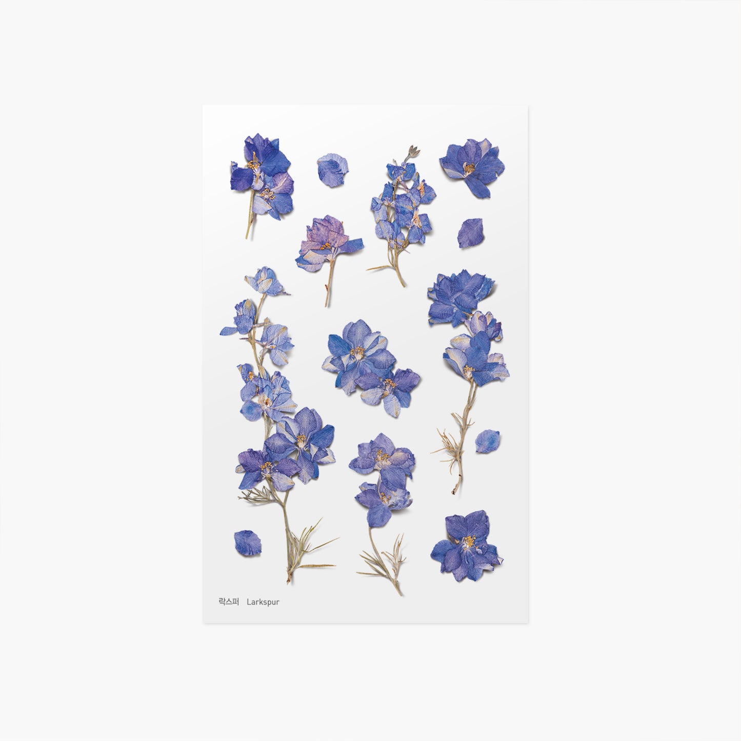Appree Pressed Flower Sticker - Larkspur