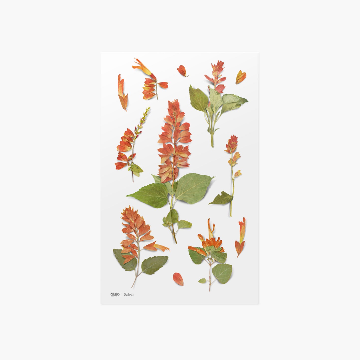 Appree Pressed Flower Sticker - Salvia